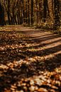 Herbstwald Niederlande von Amber den Oudsten Miniaturansicht