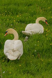 Famille des cygnes