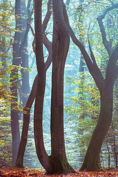 Speulderbos 22 van Deshamer