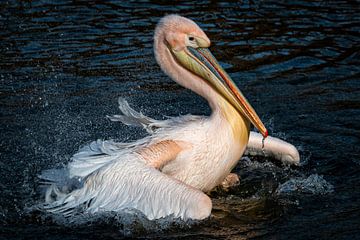 A Pelican is washing himself on a summer day
