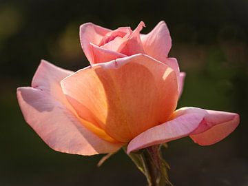 Roze Roos van Rob Boon