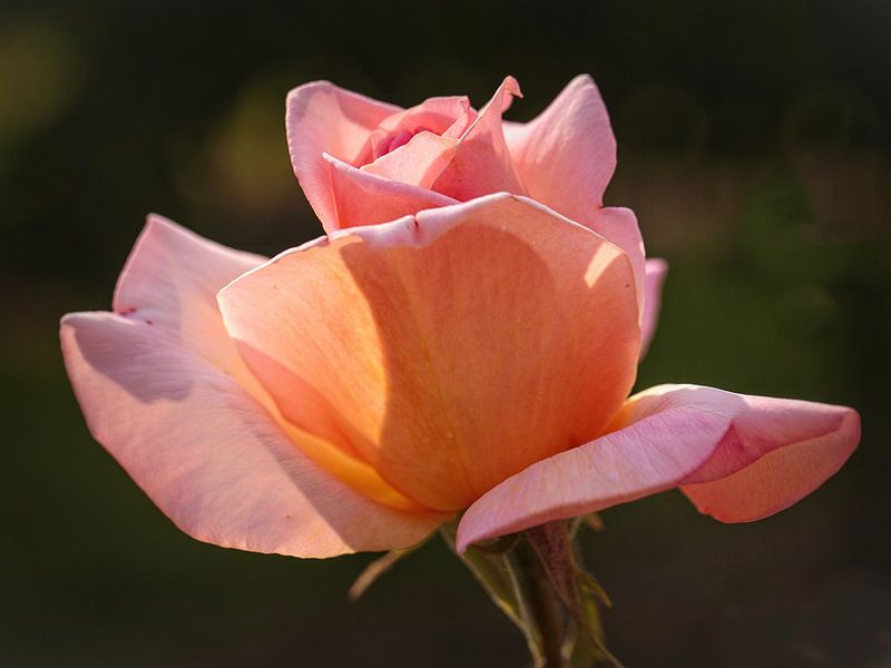 Rosa Rose von Rob Boon