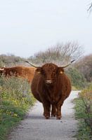 Schotse hooglander