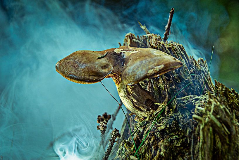 Nature mushrooms by Johnny Flash