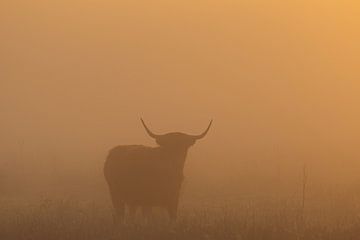 Schotse Hooglander zonsopkomst Oudemolen - Drenthe (Nederland) van Marcel Kerdijk