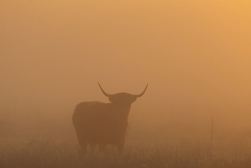 Scottish Highlander sunrise Oudemolen - Drenthe (Netherlands) by Marcel Kerdijk