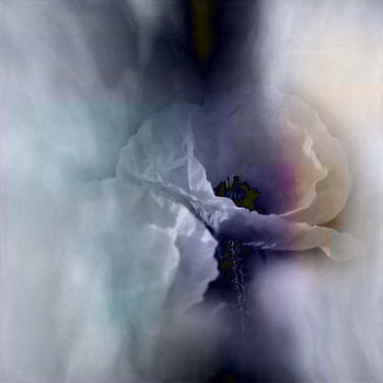 Mohnblüte