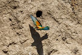 Bunte Bienenfresser von Roland Brack