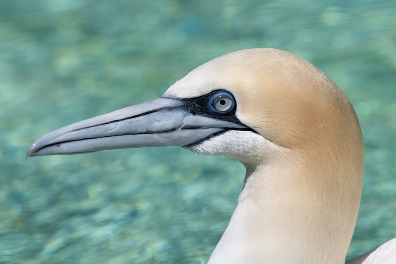 Portrait of a Jan van Gent seabird by Heleen Schenk / Smeerjewegproducties
