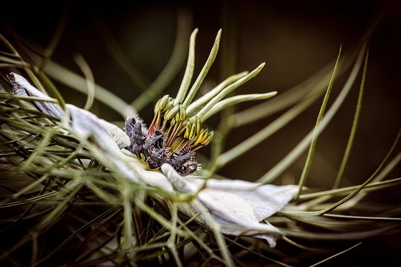Kleines Fräulein in Grün von Rob Boon