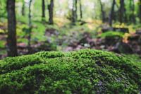 Moss in a forest