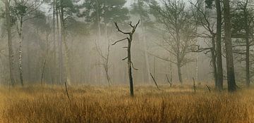 Neblige geheimnisvolle Herbstlandschaft von Peter Bolman