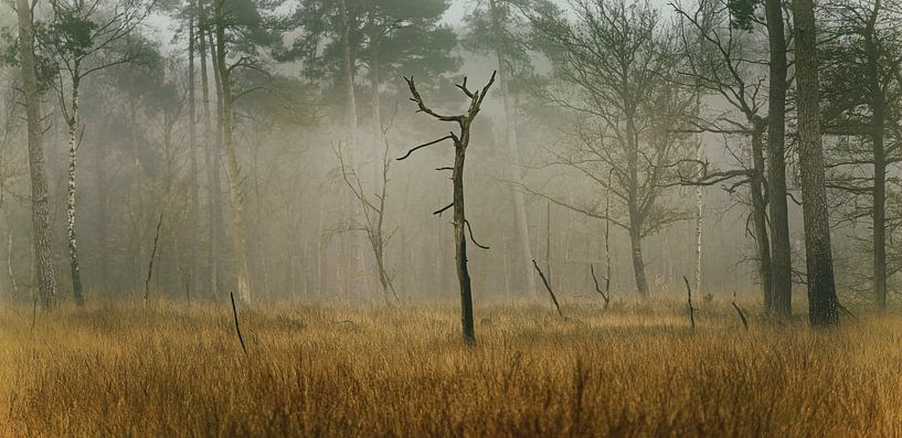 Neblige geheimnisvolle Herbstlandschaft von Peter Bolman