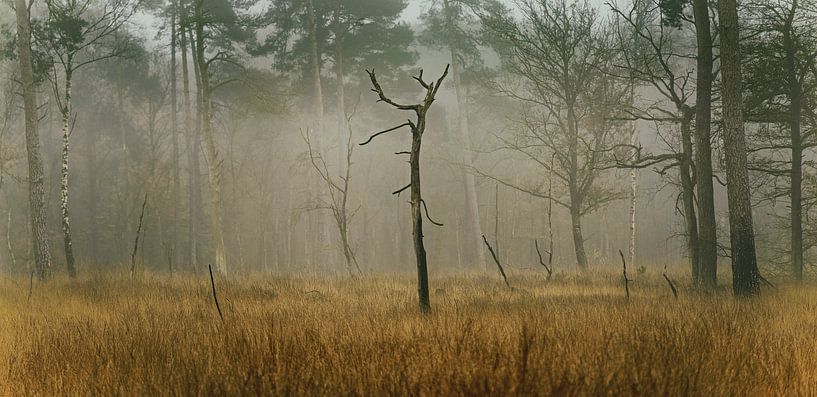 Un paysage d'automne brumeux et mystérieux par Peter Bolman