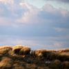 Dunes couvertes d'oyats sur Sjoerd van der Hucht