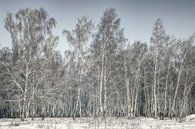 Birkenwald Sibirien von Peter Poppe Miniaturansicht