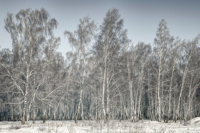 Birkenwald Sibirien von Peter Poppe