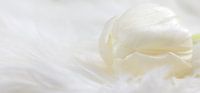 Witte tulp van Miranda van Hulst thumbnail