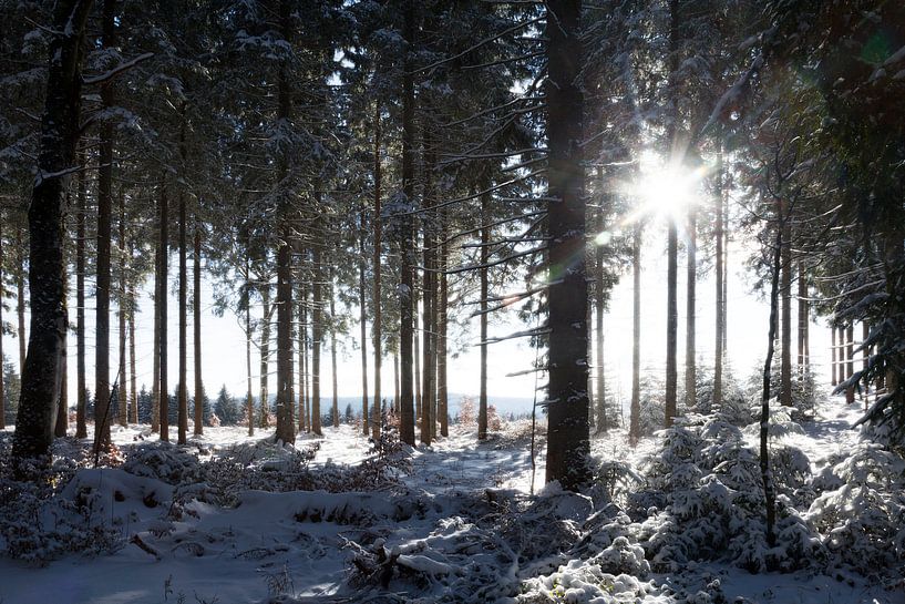 Forest against the light by Jürgen Wiesler