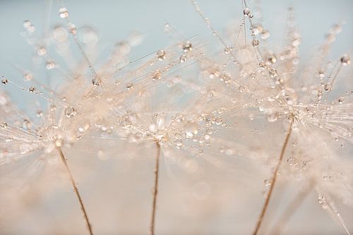 De dansende druppeltjes