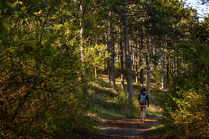 Walker through the woods with a beautiful morning sun by Percy's fotografie