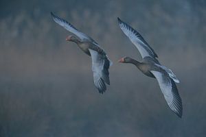 Nebel über den Auen... Graugänse *Anser anser* im Flug Flug