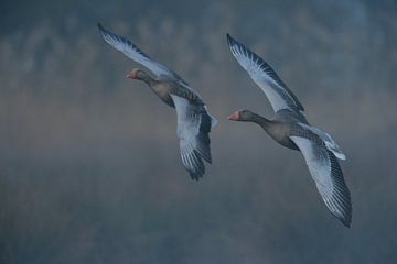 Mist over de weilanden... Grauwe ganzen *Anser anser* in de vlucht Vlucht