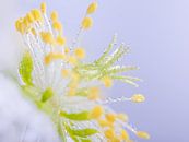 Close-up van een witte bloem (Helleborus) met druppeltjes van Marjolijn van den Berg thumbnail