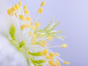 Nahaufnahme einer weißen Blüte (Helleborus) mit Tröpfchen