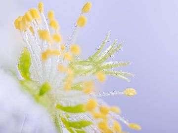 Close-up van een witte bloem (Helleborus) met druppeltjes van Marjolijn van den Berg