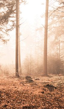 Mystieke zonsopgang in het bos | Oranje Roze | Mastbos Breda Nederland van Merlijn Arina Photography