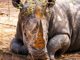 Neushoorn  von Sjoerd Klabbers