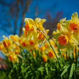 Narcissen volop in bloei. van Henk Cruiming