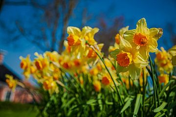 Daffodils in full bloom. by Henk Cruiming