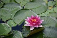 A water lily in a pond