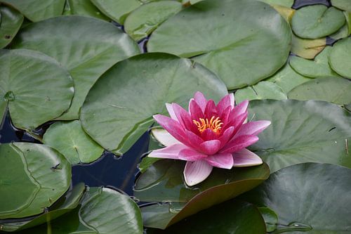 A water lily in a pond