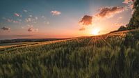 Sonnenuntergang im Münsterland - Fields of gold von Steffen Peters Miniaturansicht