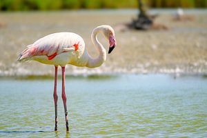 Flamingo in einem Feuchtgebiet in der Küstenregion Camarque im Süden
