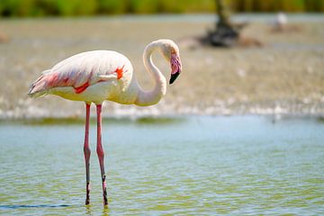 Flamingo in een wetland in de kuststreek van Camarque in het zuiden van Sjoerd van der Wal Fotografie