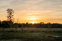 Pflanzen Abendsonne Naturschutzgebiet Maashorst Uden Landschaft