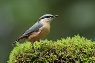 Sittelle par Menno Schaefer Aperçu