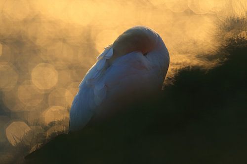 Jan-van-genten Helgoland Eiland Duitsland