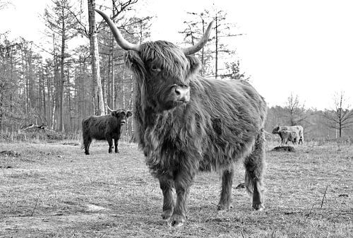 Stately portrait of a Scottish Highlander