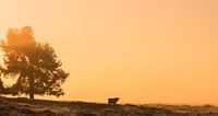 Zonsopkomst op de Veluwse Heide