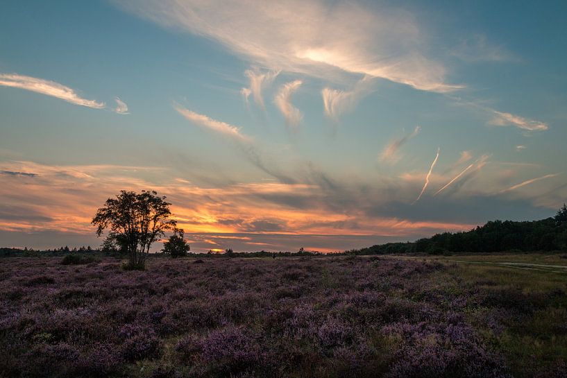 Hoorneboegse Heide - 1 von Nuance Beeld