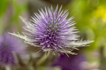 Don't stab me beautiful thistle by Jolanda de Jong-Jansen