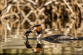 Fuut met visje in de snavel by Jelte Bosma