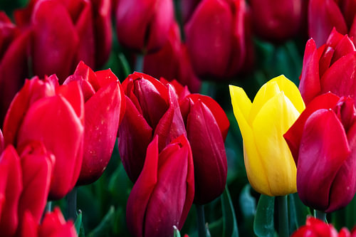 Eenzame gele tulp tussen rode tulpen