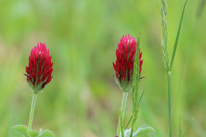zwei Blumen von Rick Kroeze