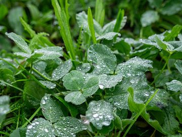 raindrops by hans kuhne
